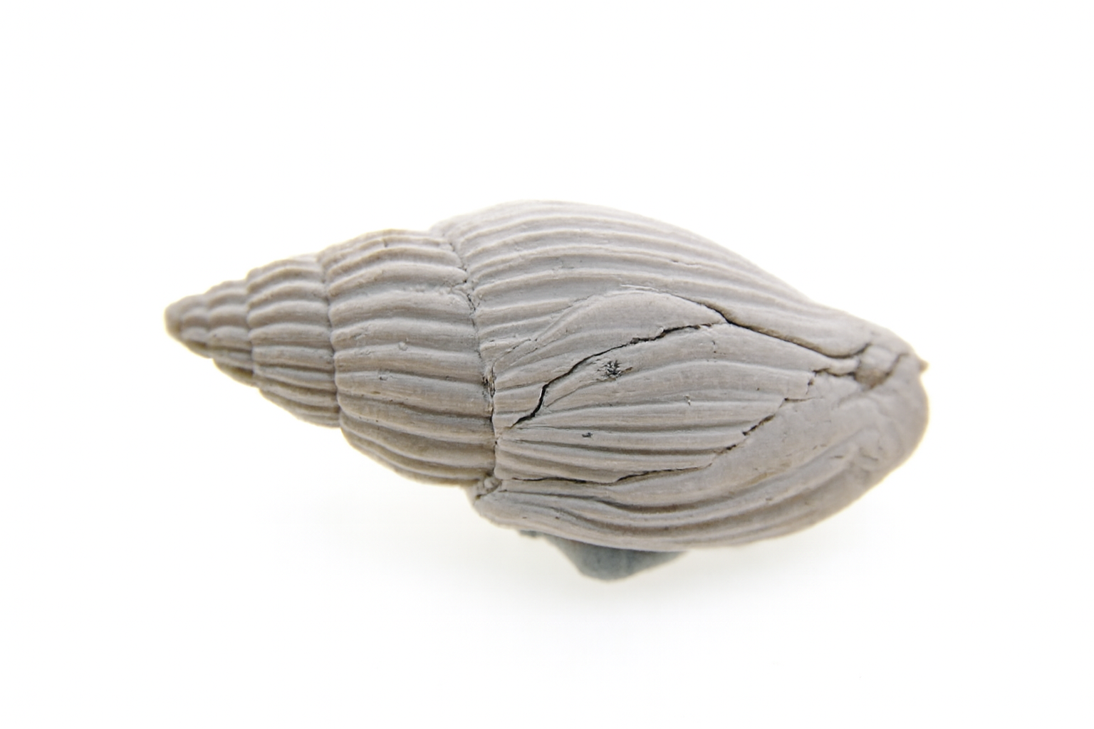 Lyria gracilicosta