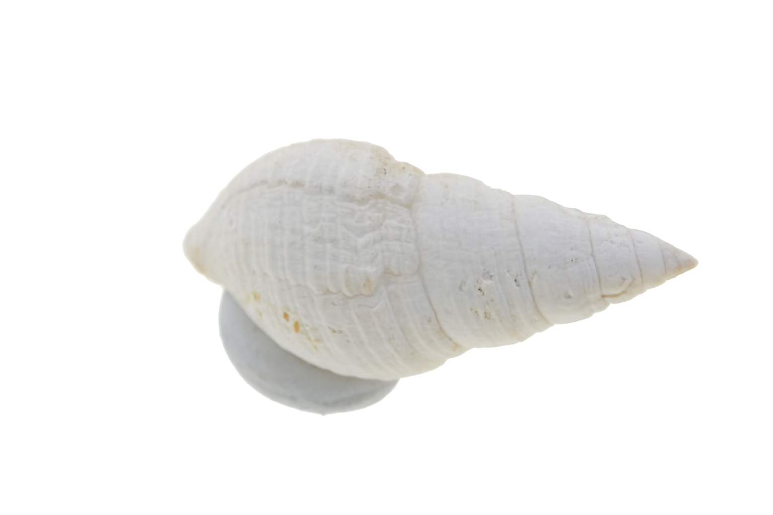 Liratomina singularis