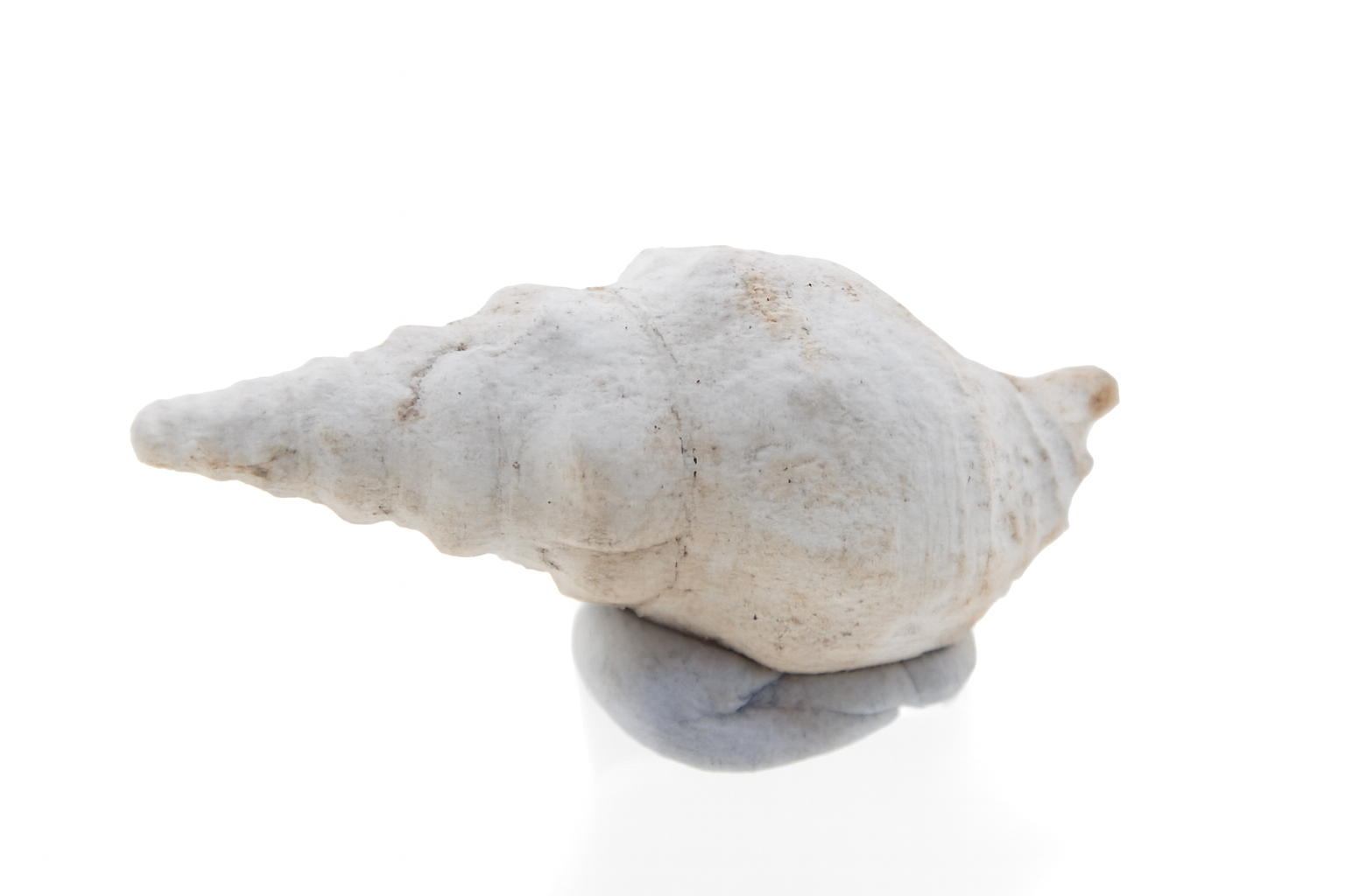 Microcolus dunkeri