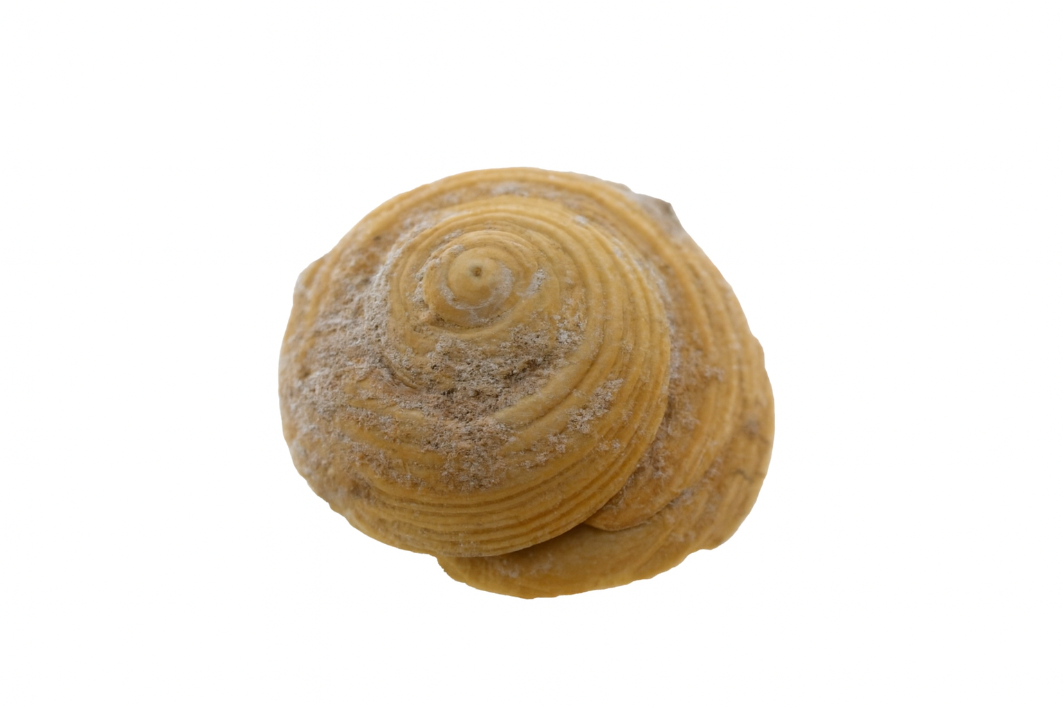 Monilea euclensis