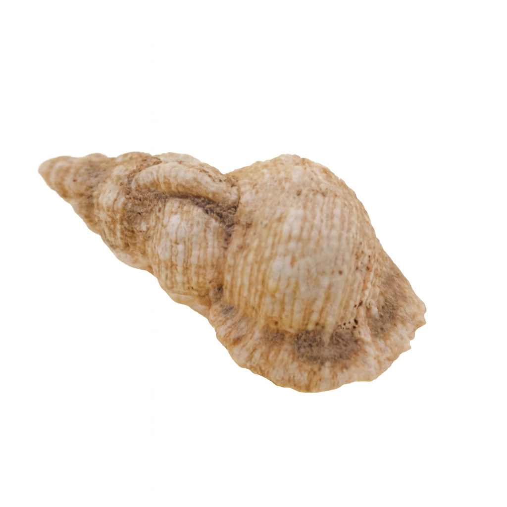 Negyrina antecedus
