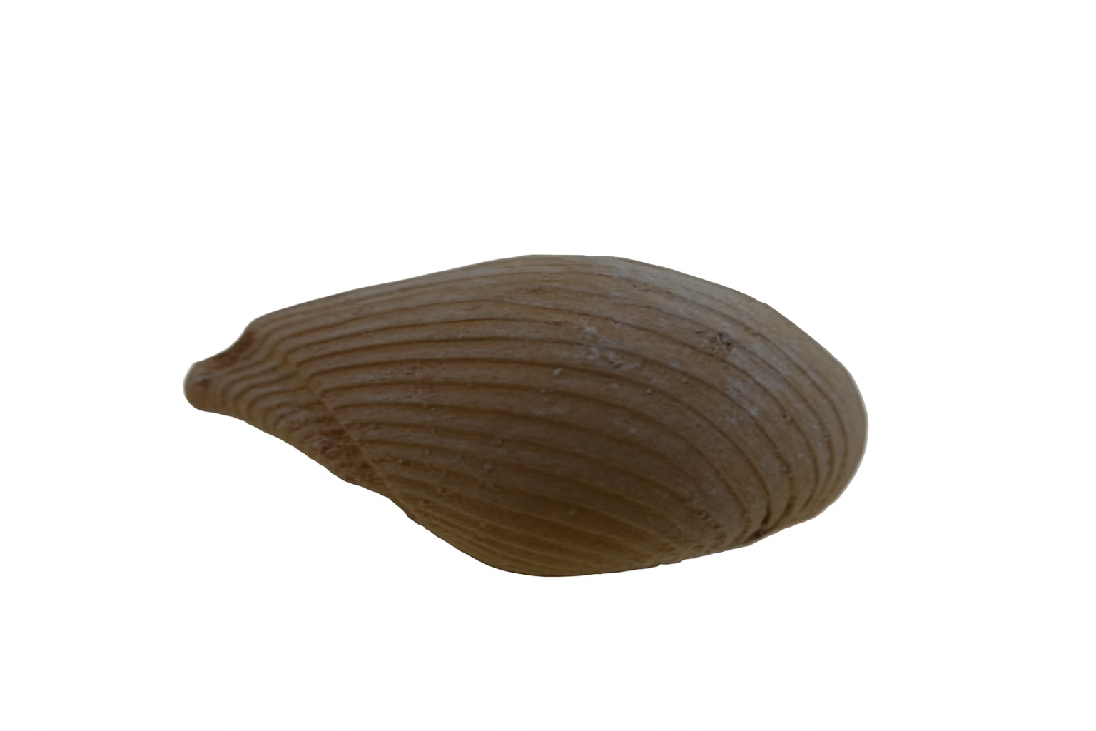 Nuculana acinaciformis