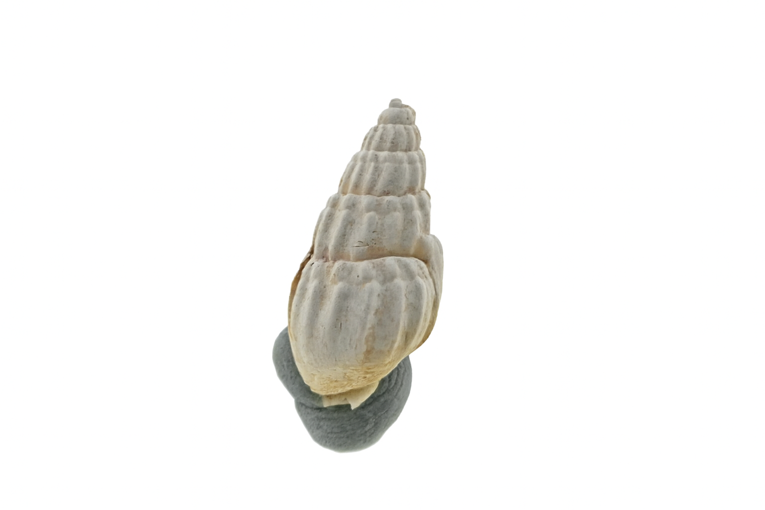 Niotha pyrrhus