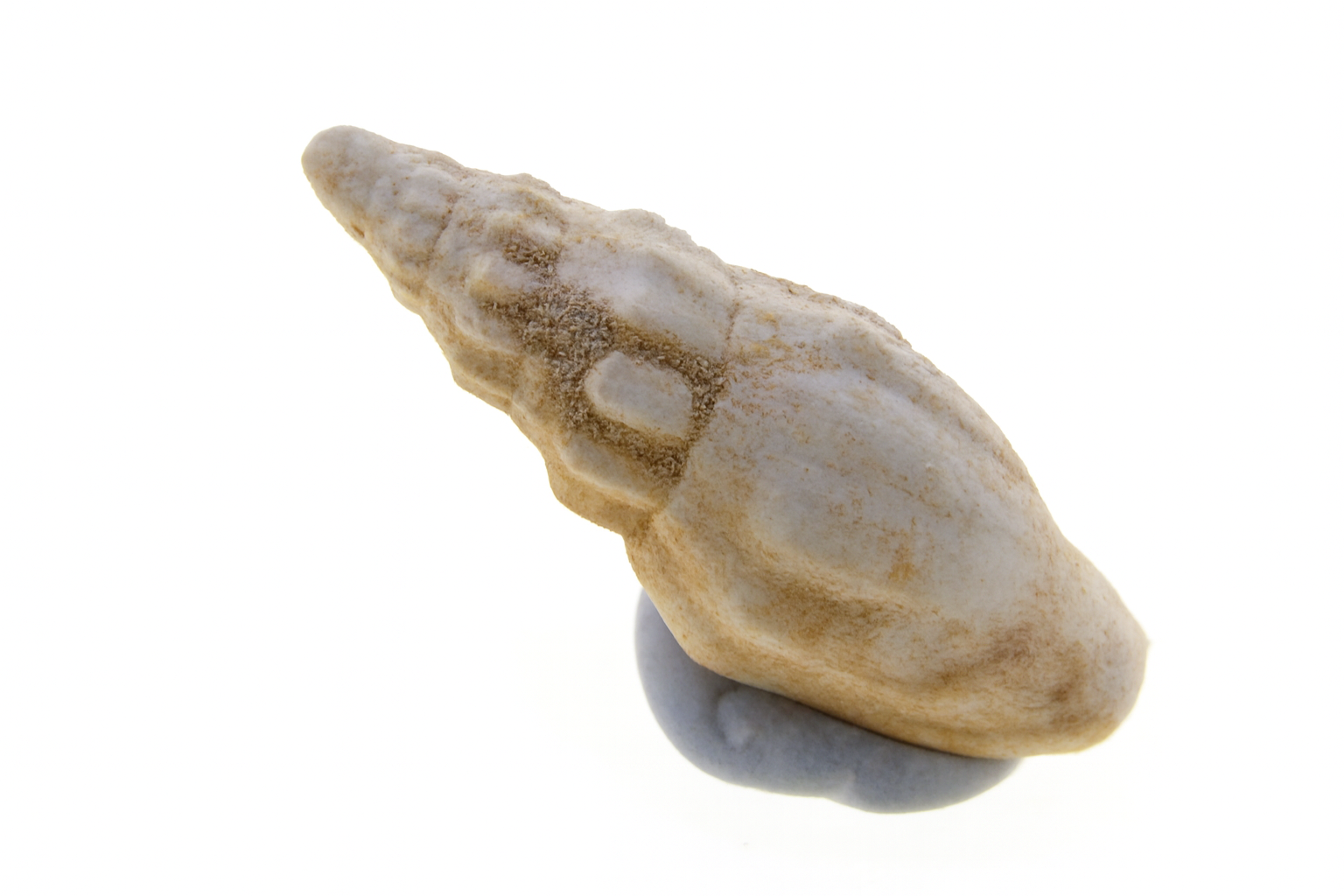Notovoluta verconis
