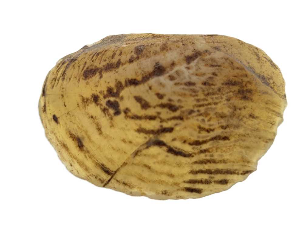 Opalised Shell.