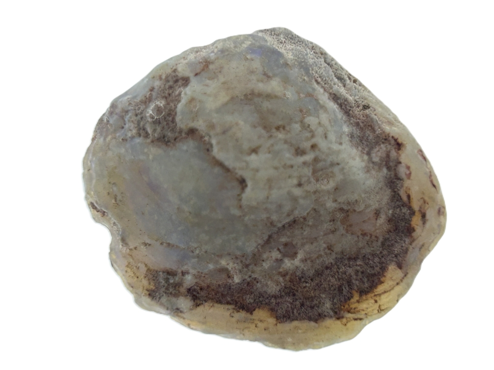 Opalised Shell.