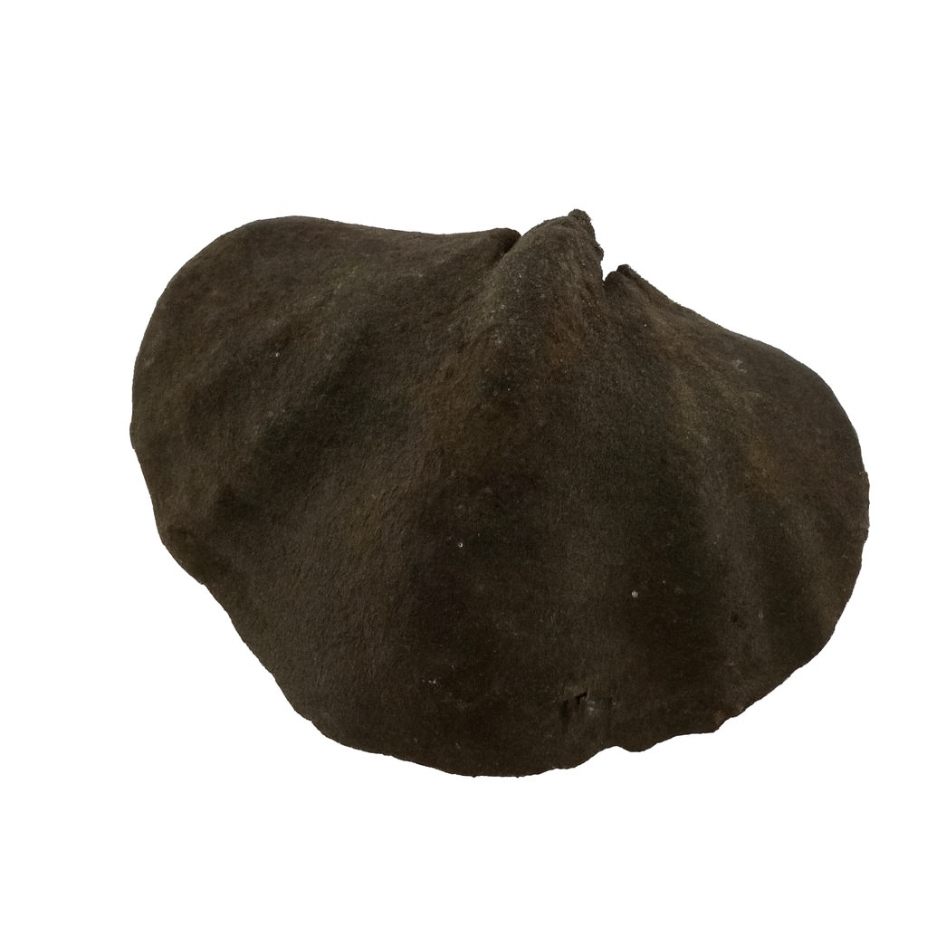 Qld. Brachiopods