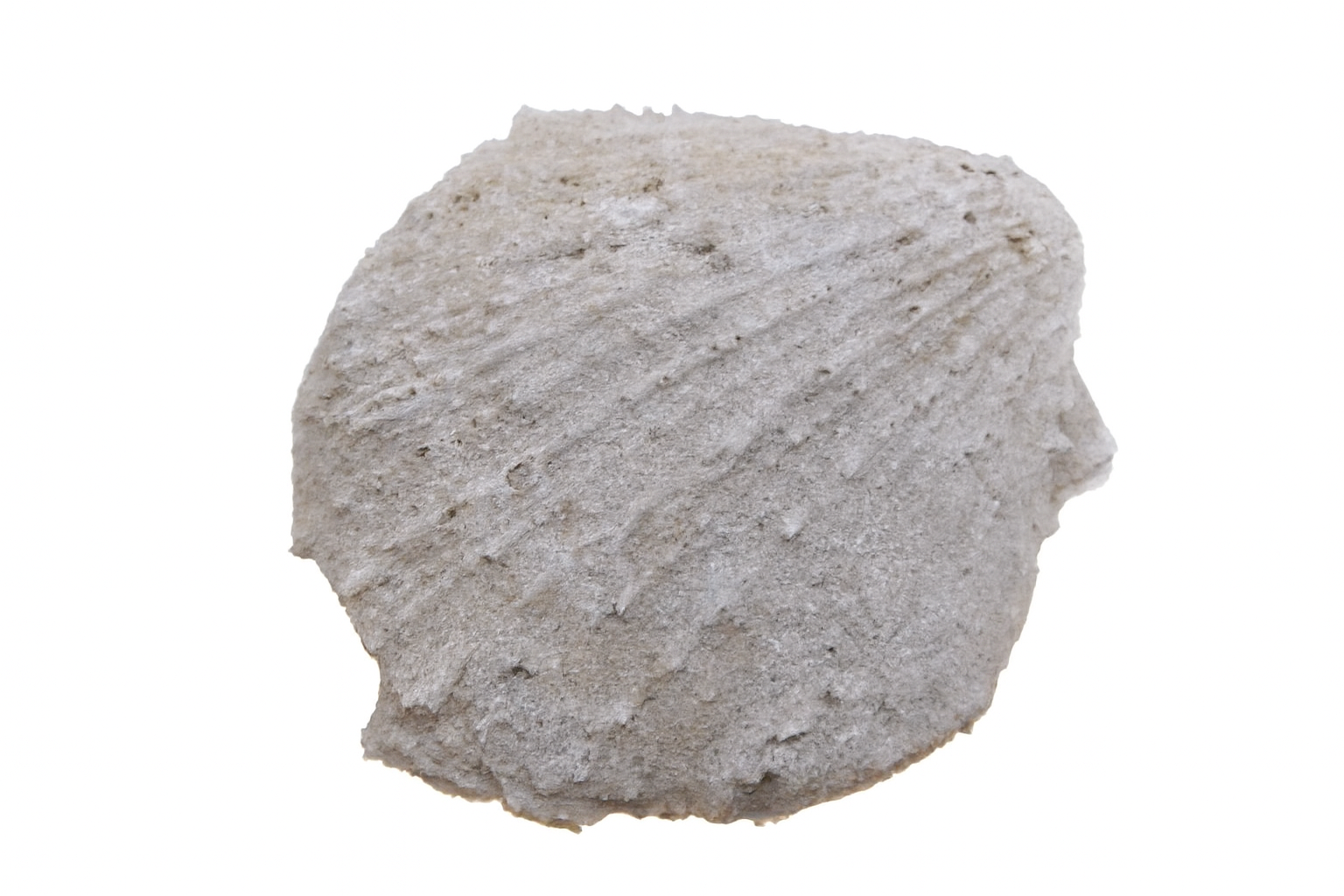 Spondylus spondyloides.