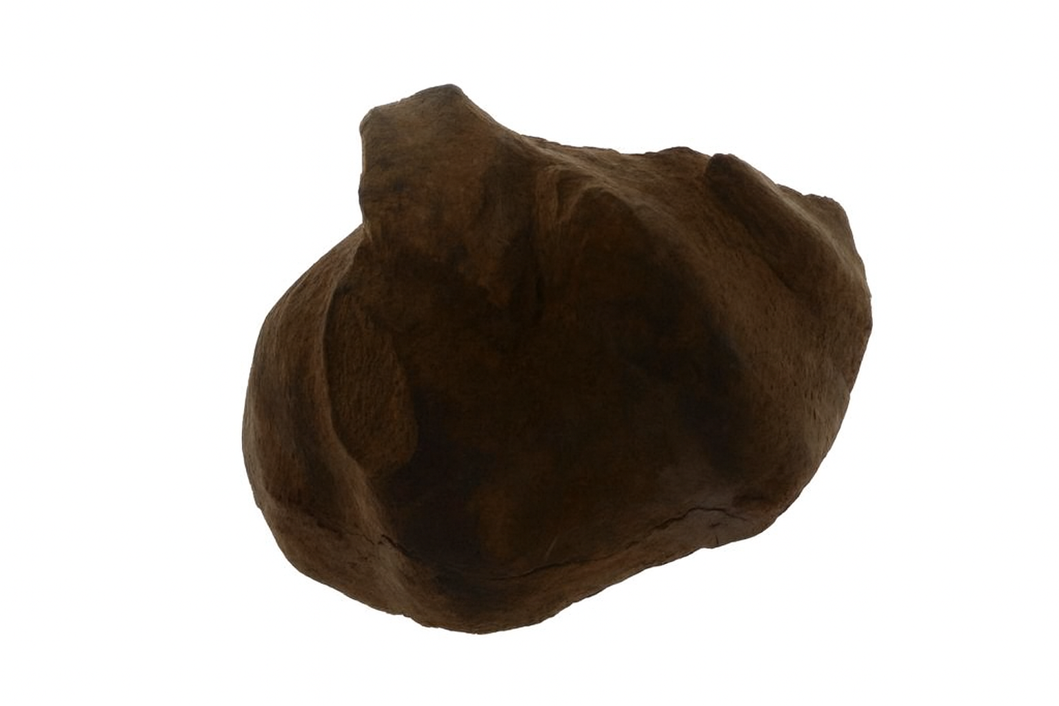 Brachiopods.