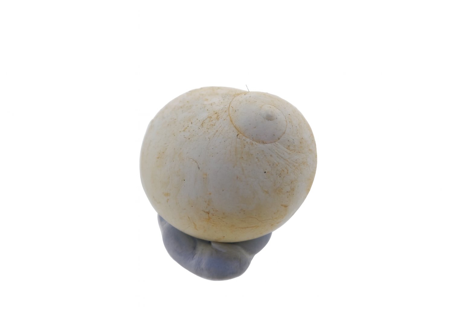 Sigaretatrema albosutura