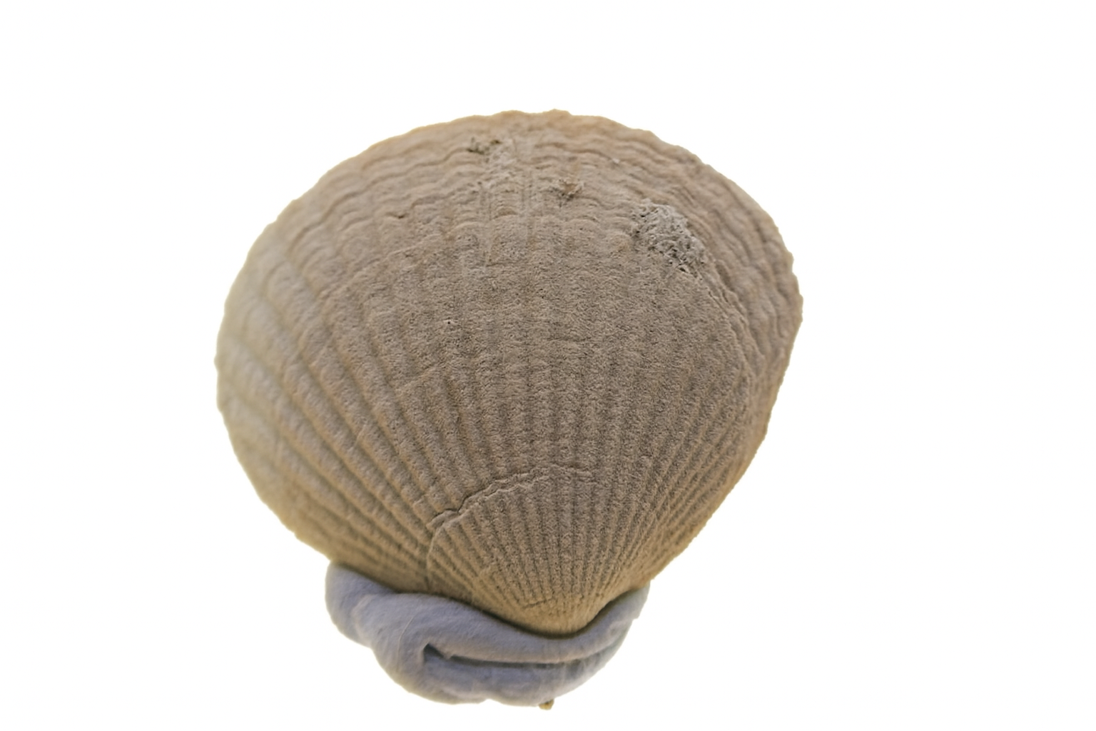 Glycymeris lowryi