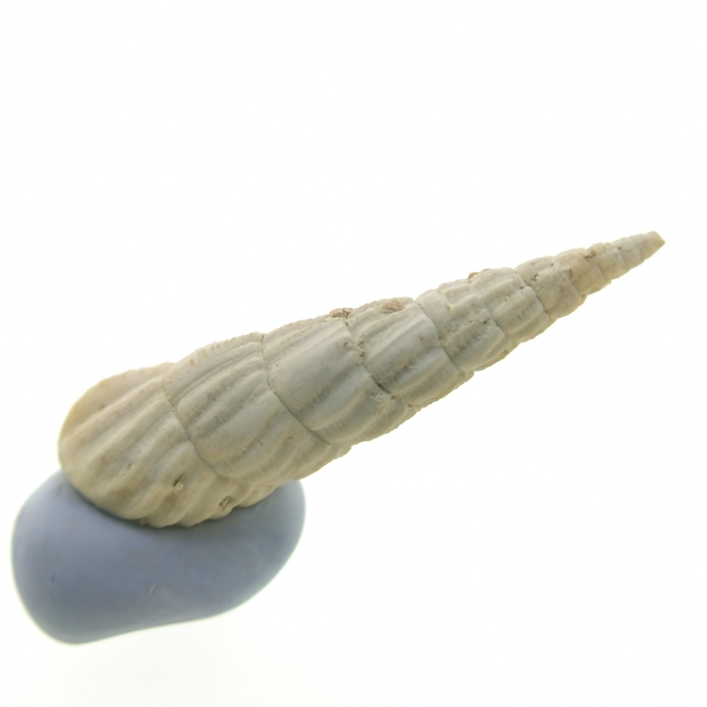 Strioterebrum crassum