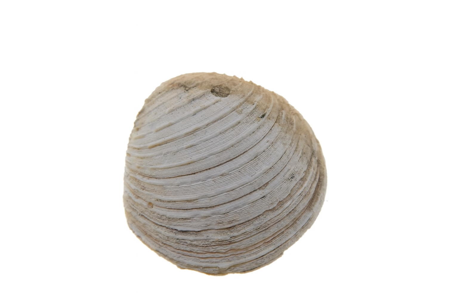 Dosinia occidentalis