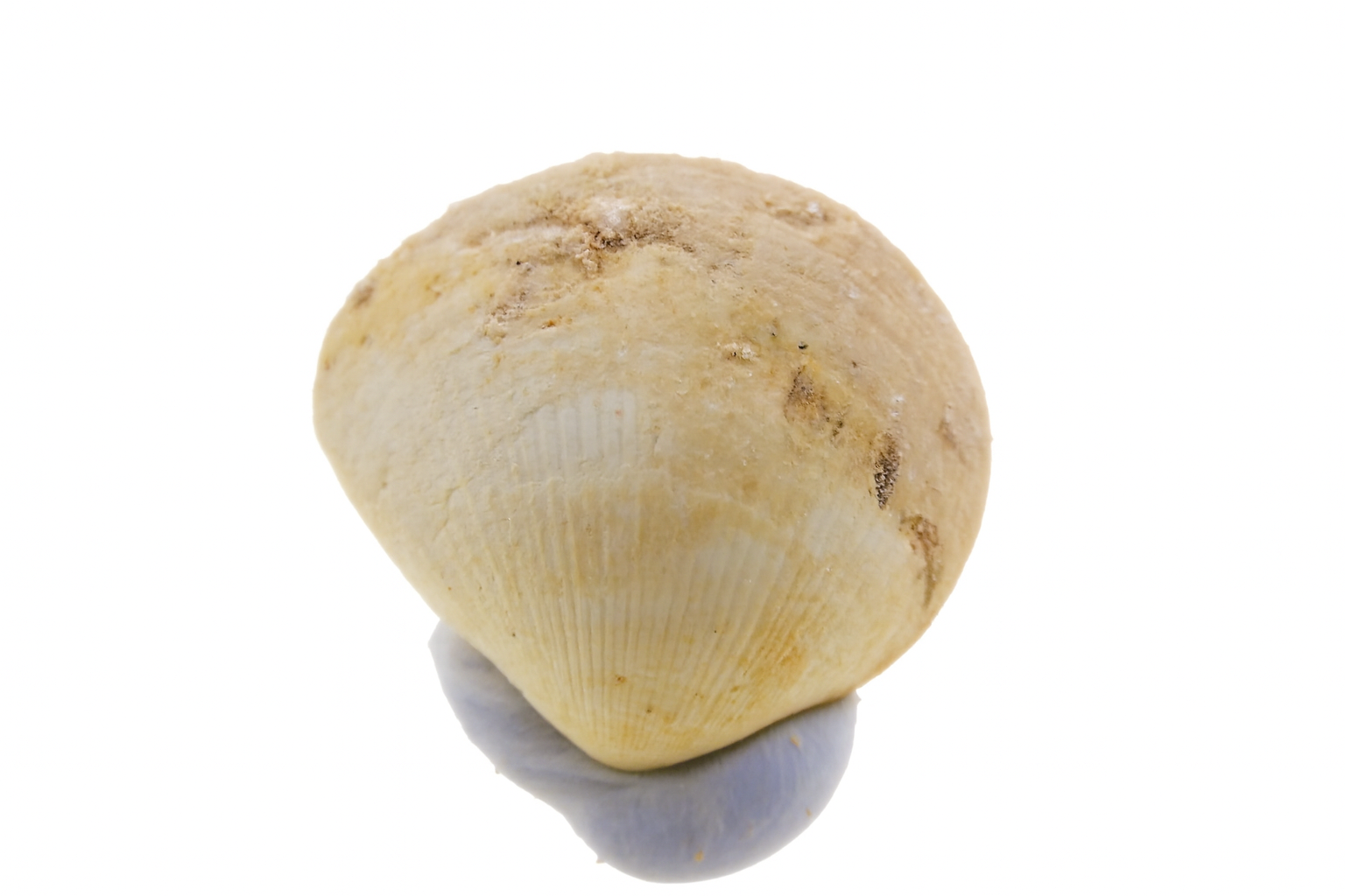 Glycymeris radians