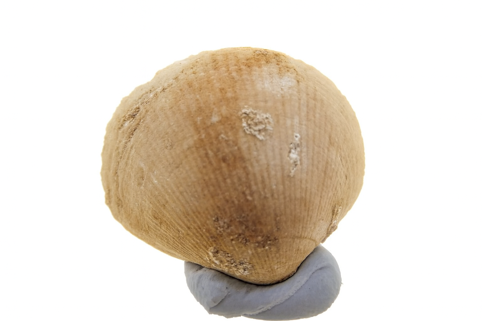 Glycymeris striatularis