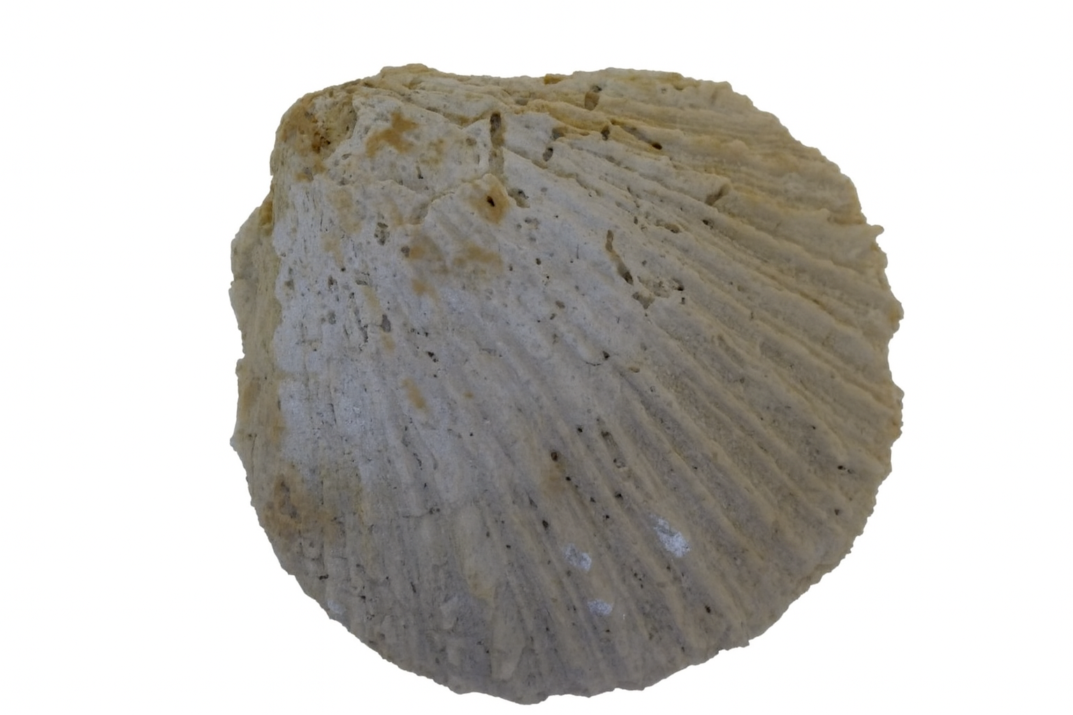 Spondylus spondyloides.