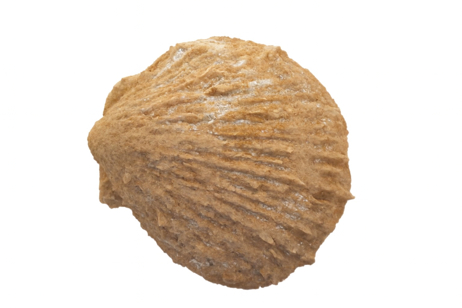 Spondylus spondyloides.