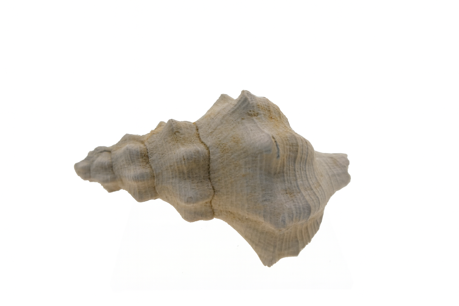Ranellidae austrotriton