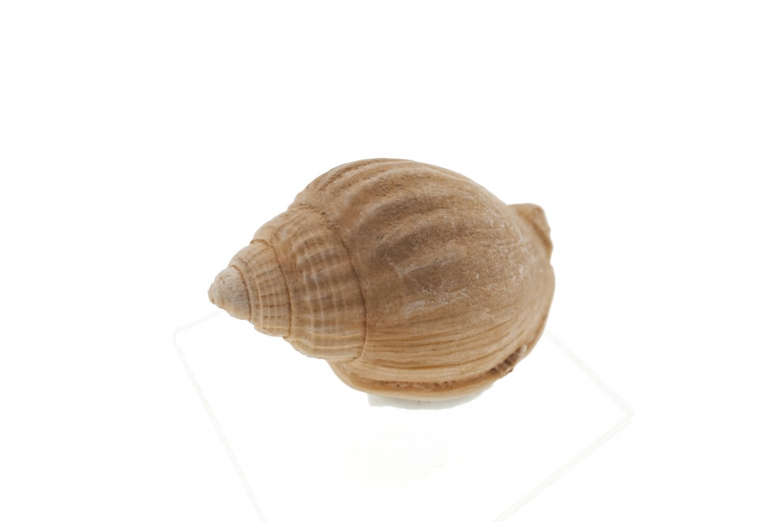 Semicassis adcocki