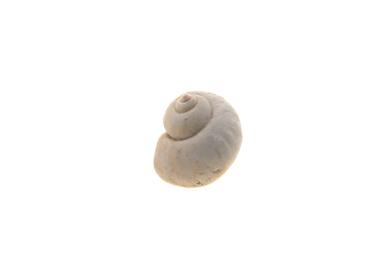 Salinator fragilis