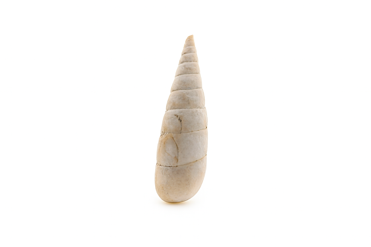 Semivertagus subcaluatus