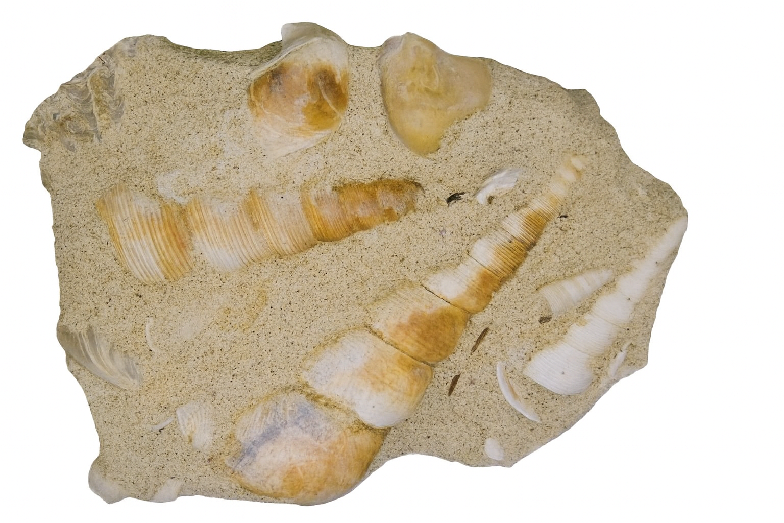 Turitella.