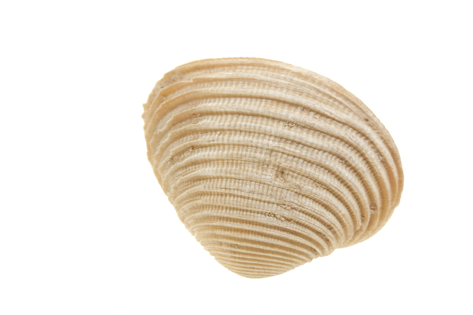 Towera lagopus