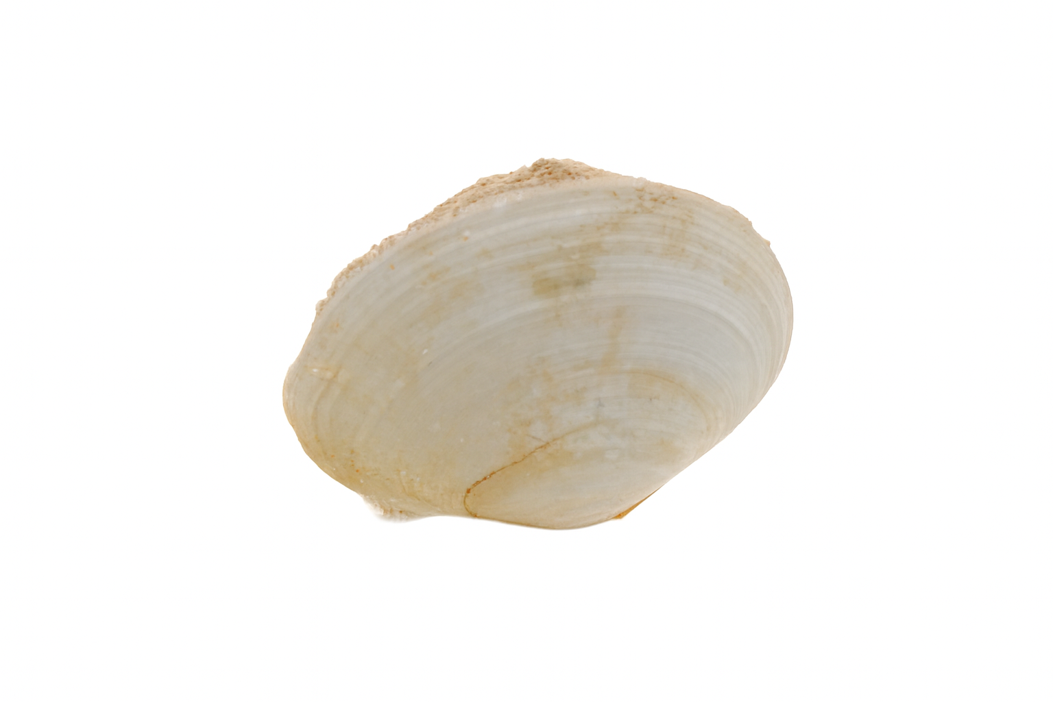 Tellina marriae