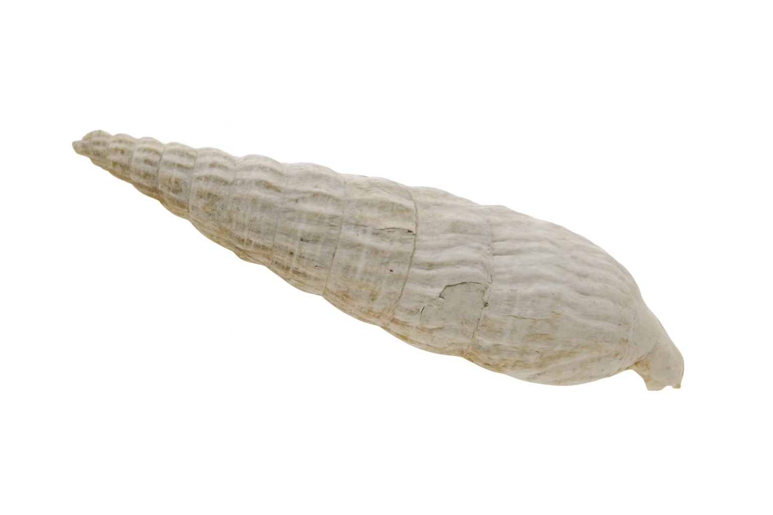 Thericum westraliense