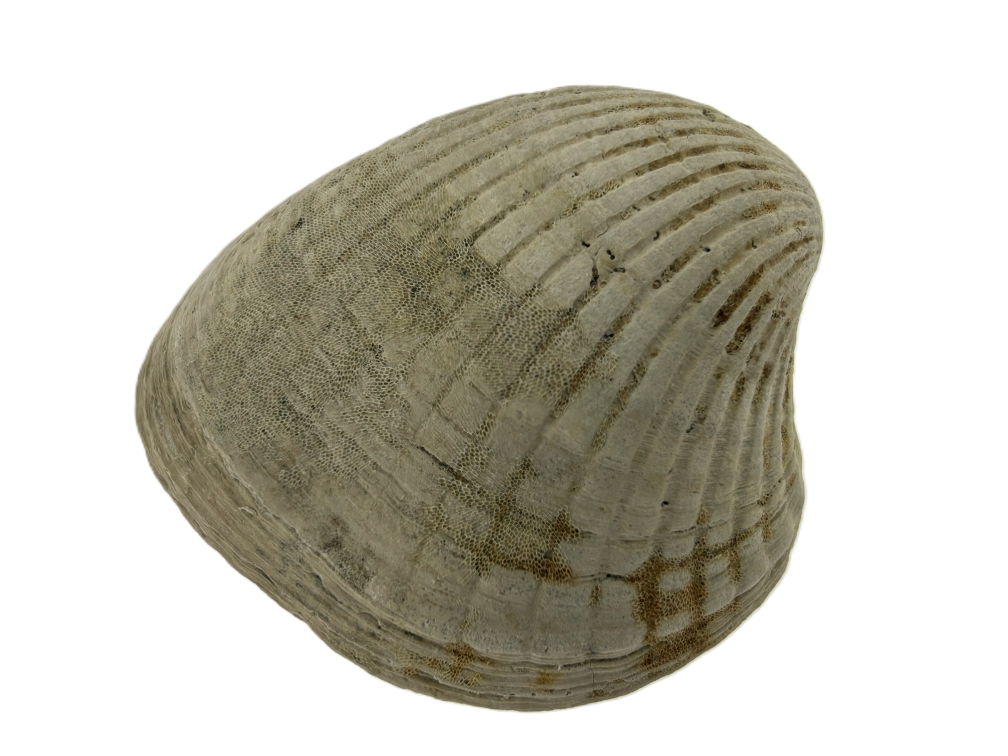 venericor planicosta.