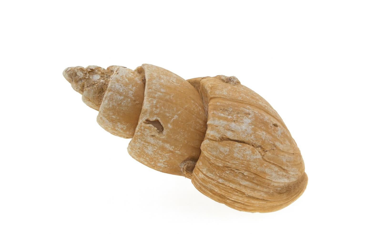 Zemira intermedia