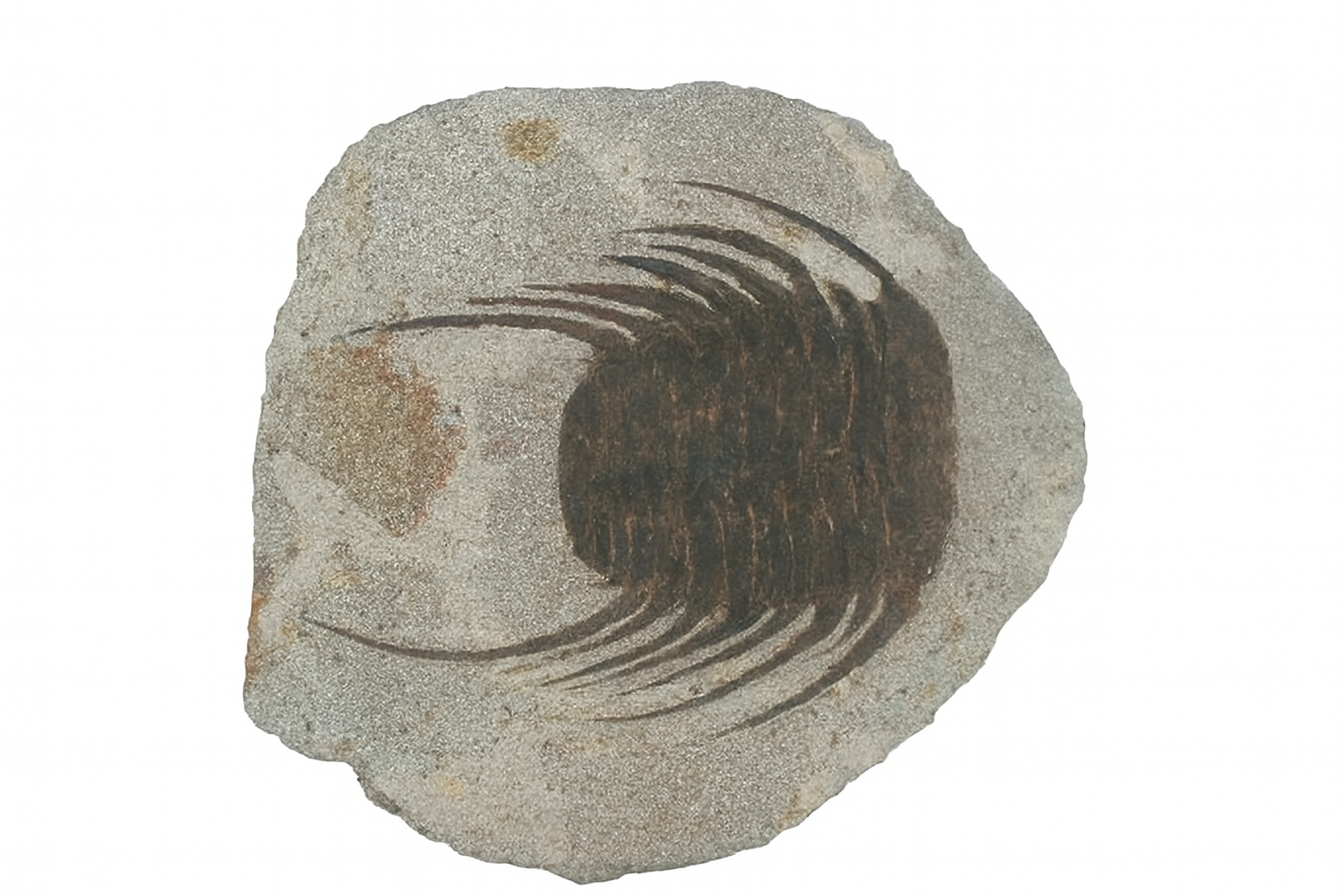 Selenopeltis.