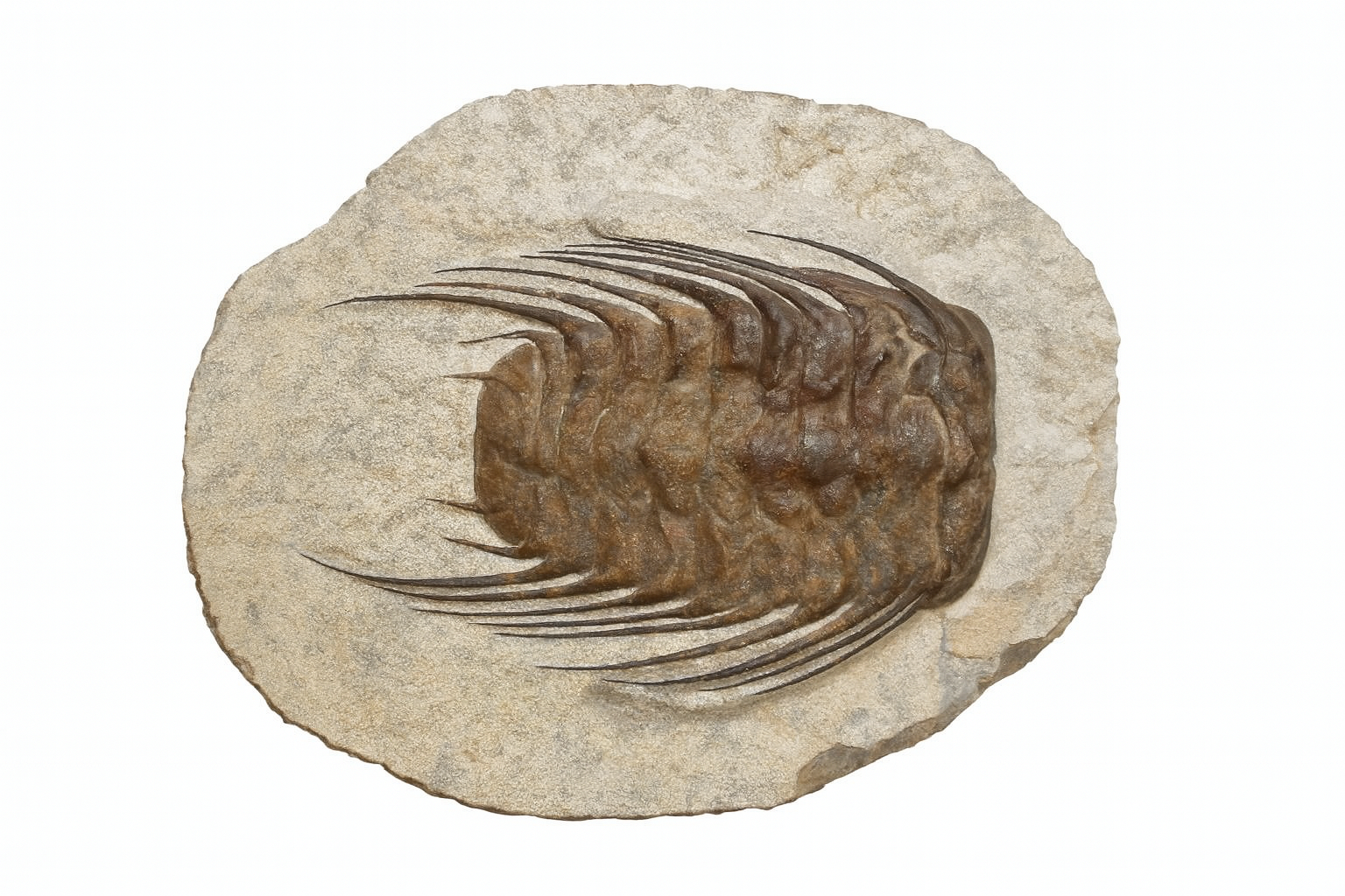 Selenopeltis.