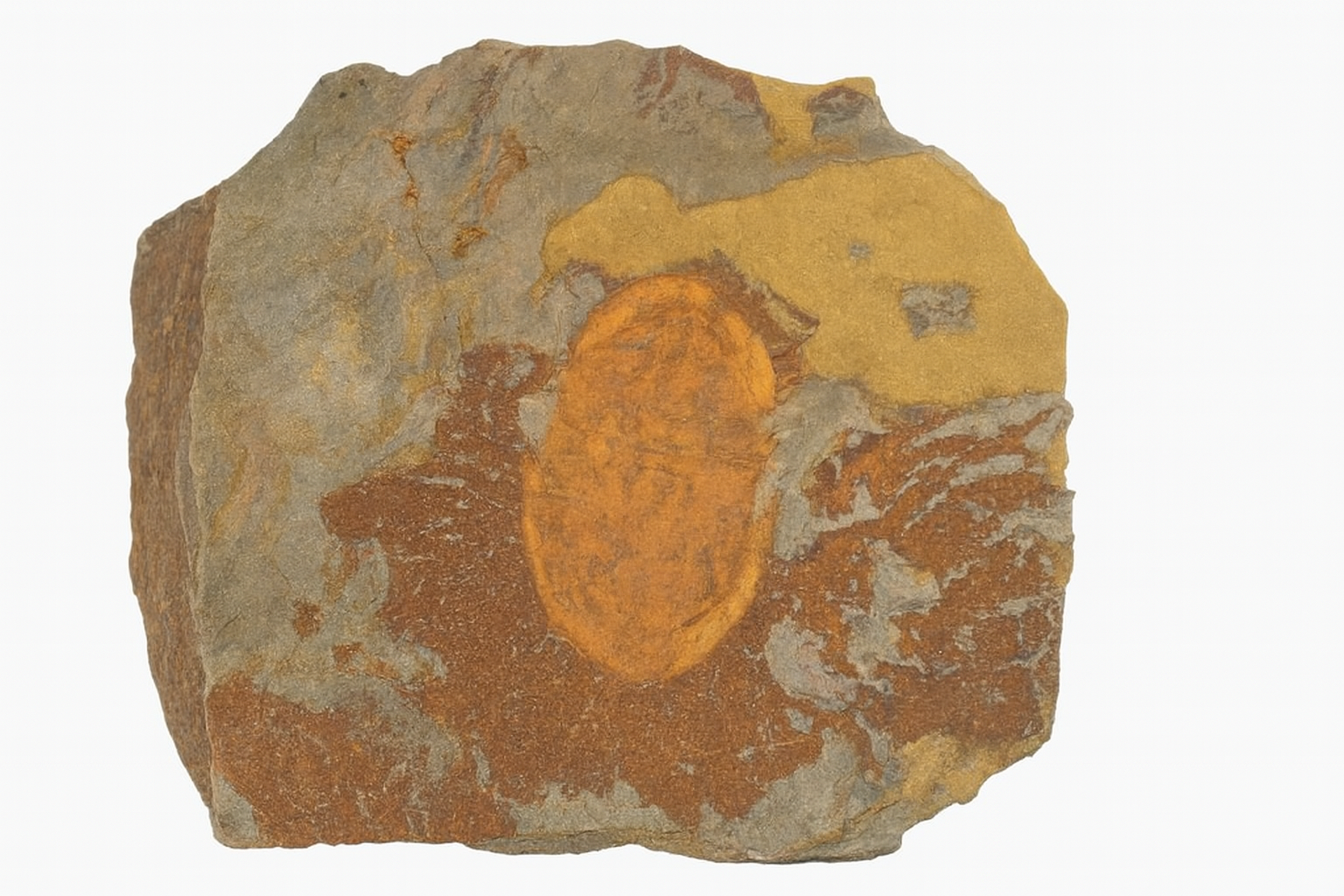 Asaphellus tataensis.