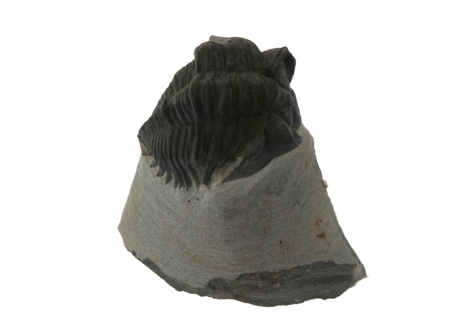 Coltraenia oufatensis.