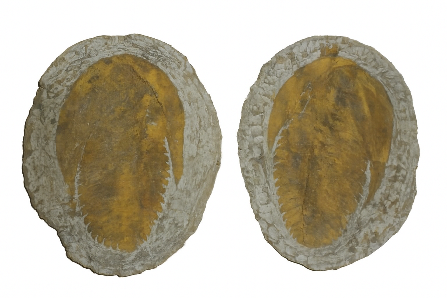Cambropallas.