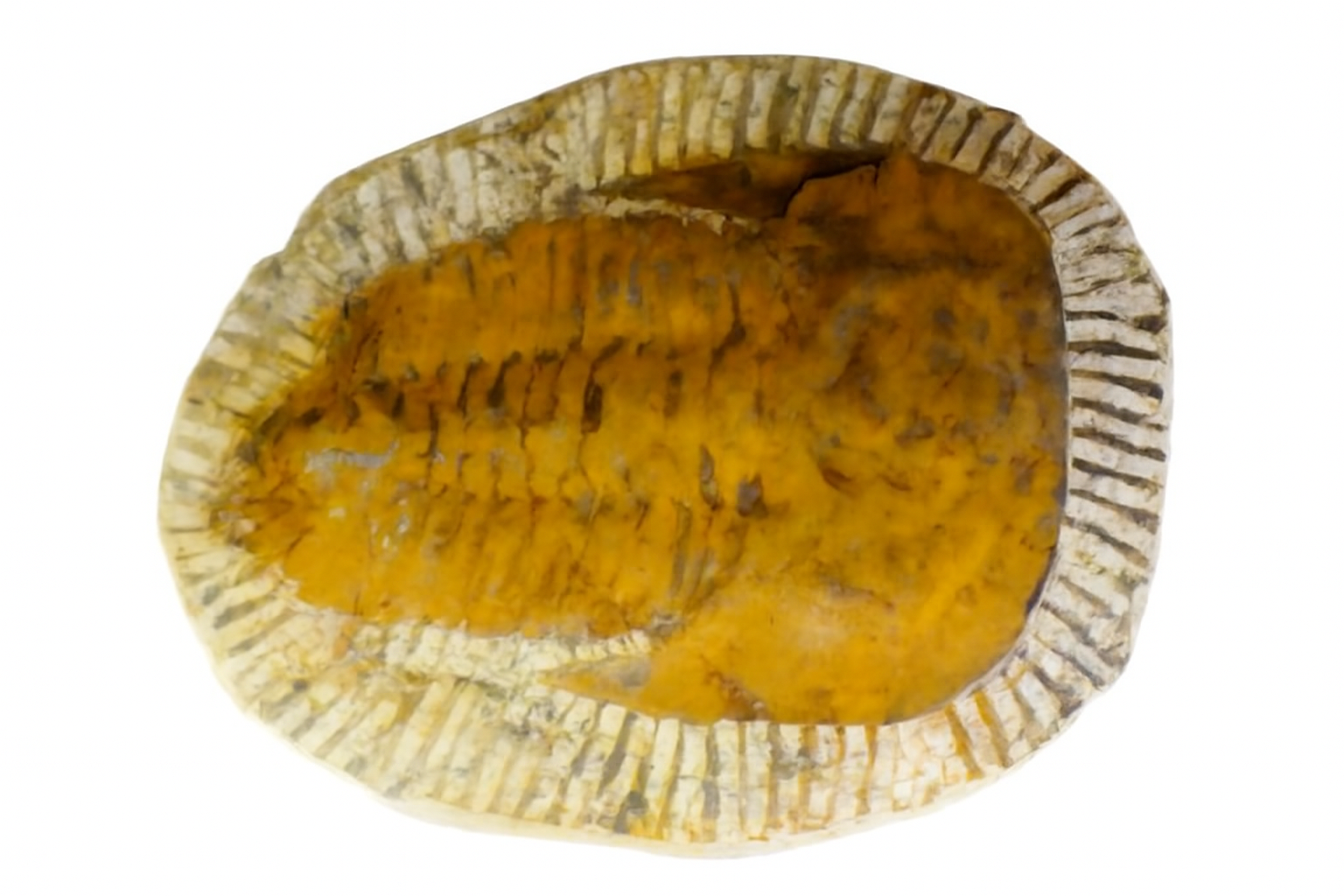 Cambropallas.