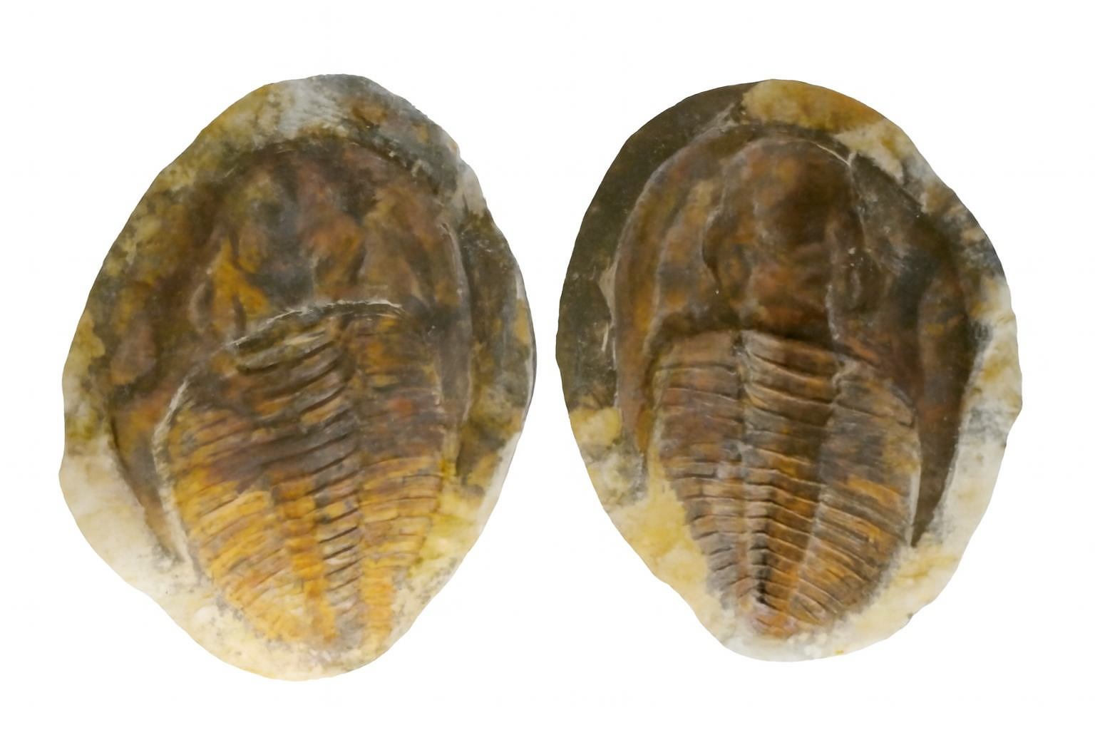 Cambropallas.