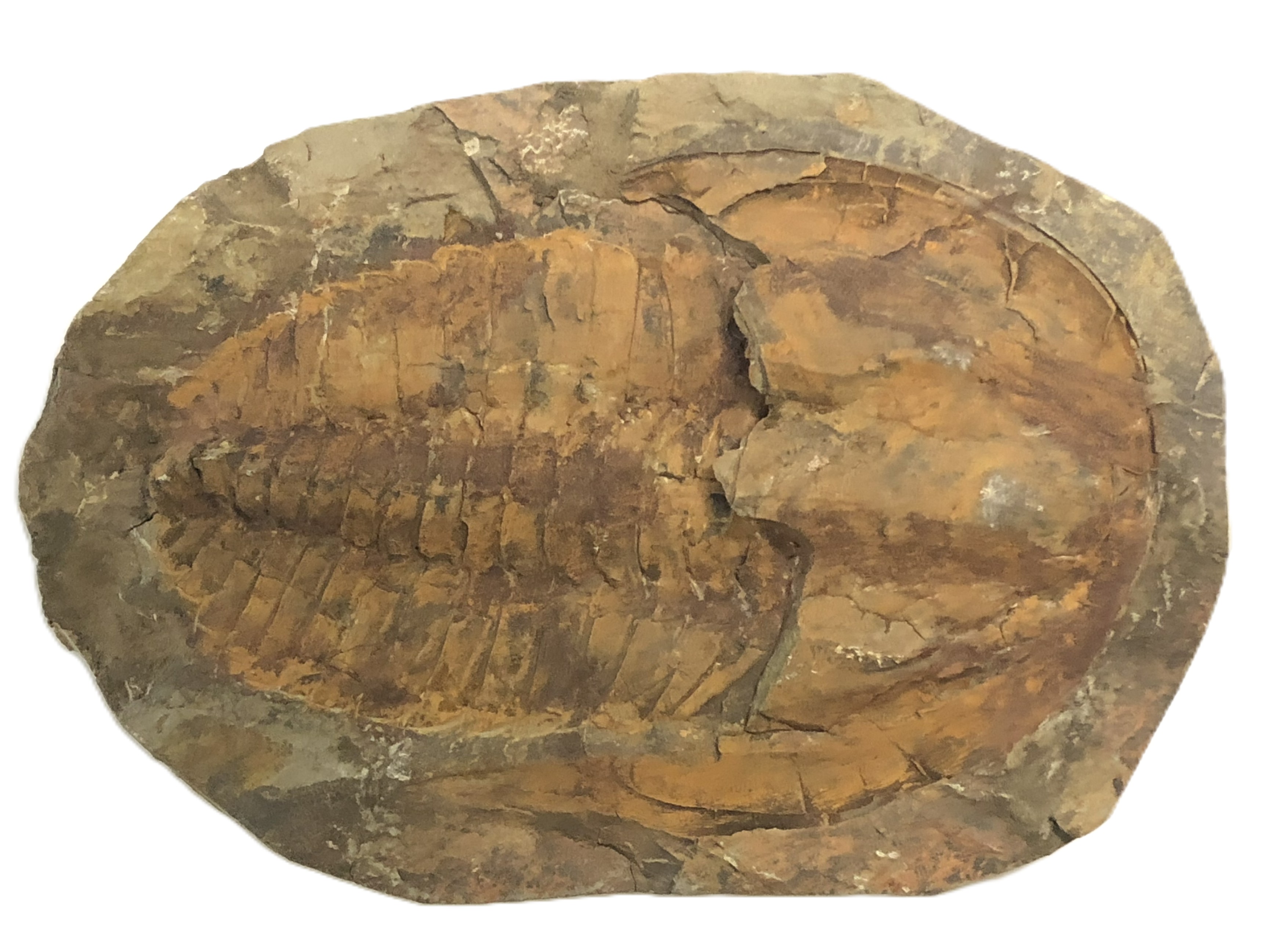 Cambropallas.