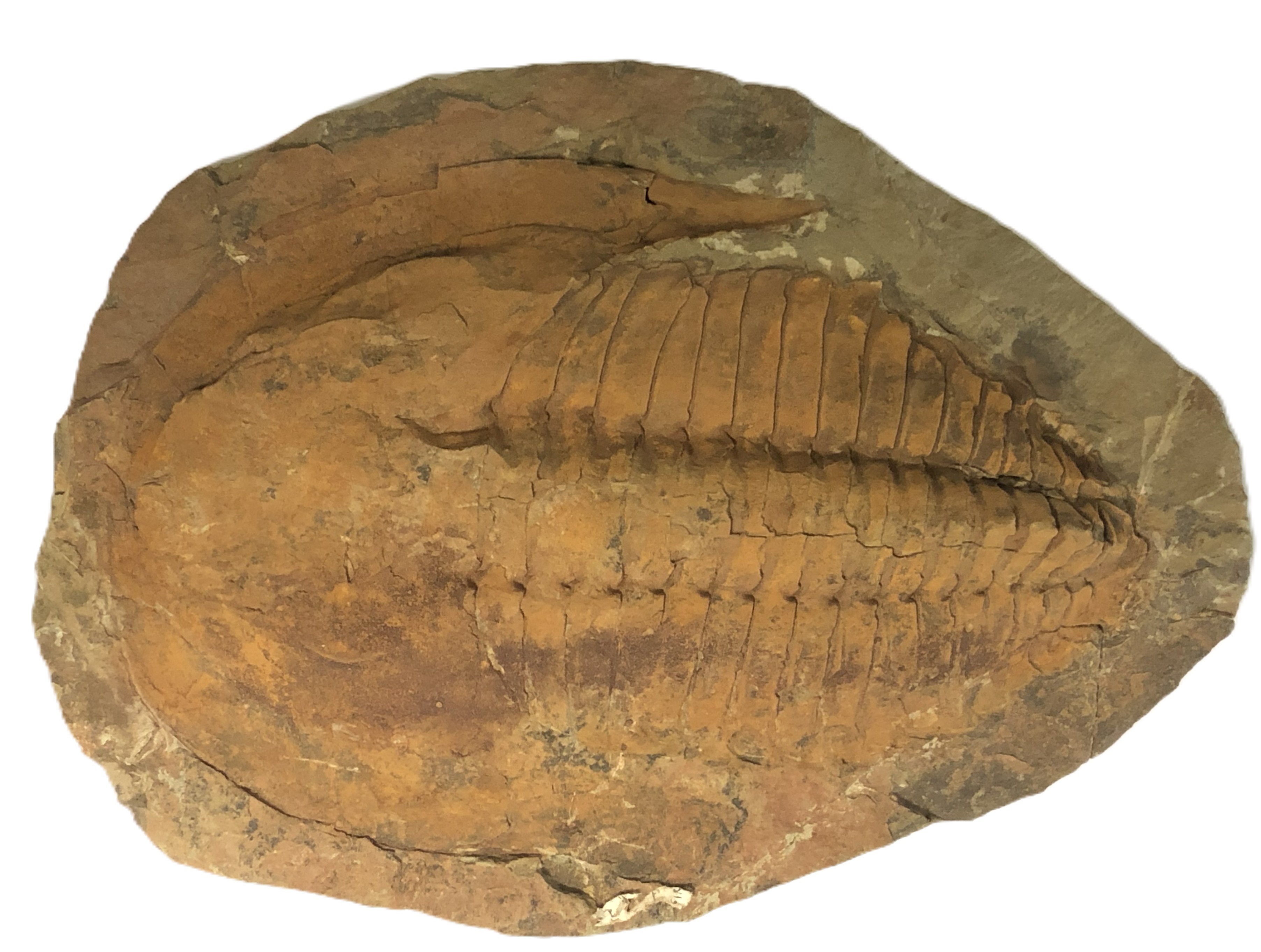 Cambropallas.