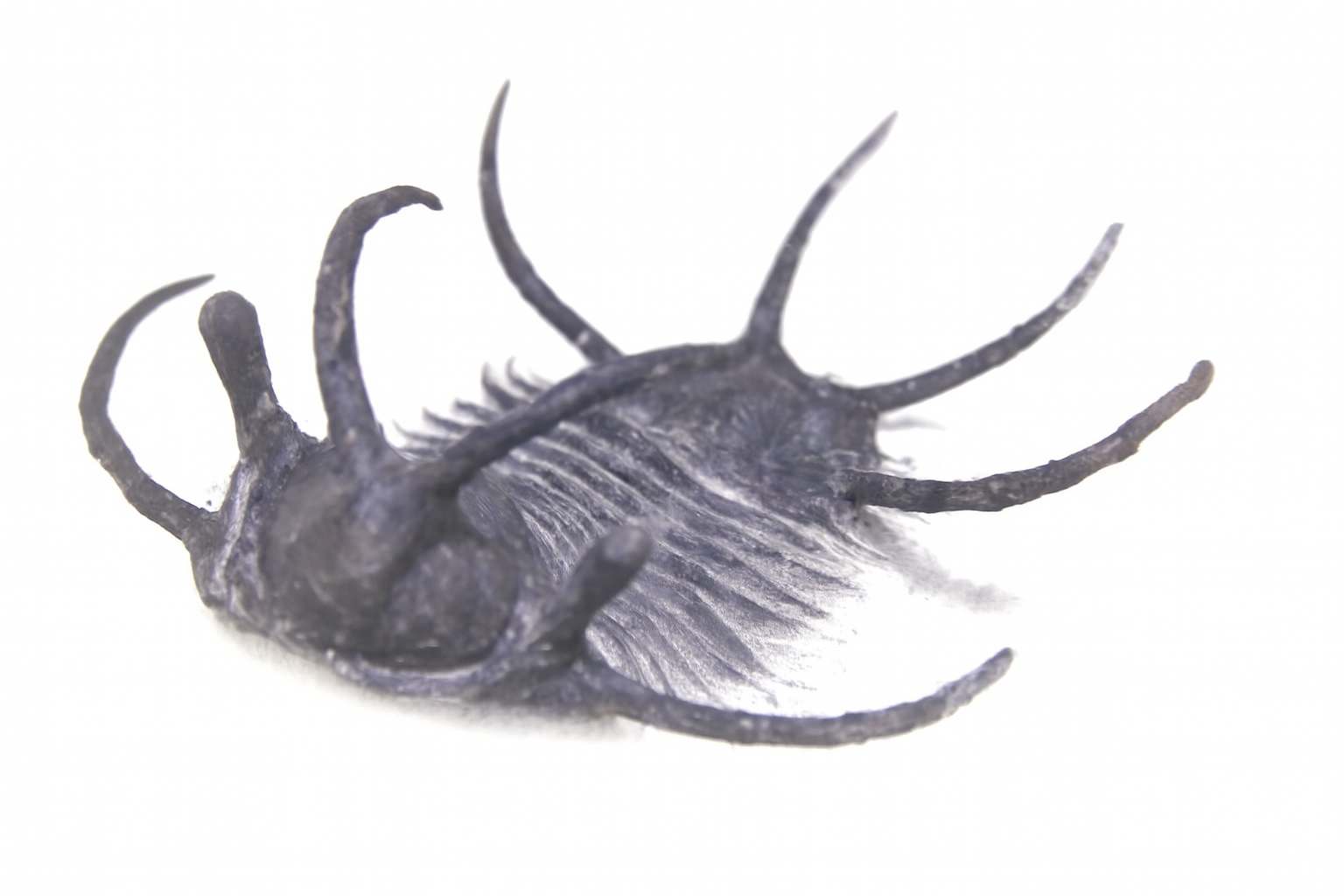 Ceratarges.