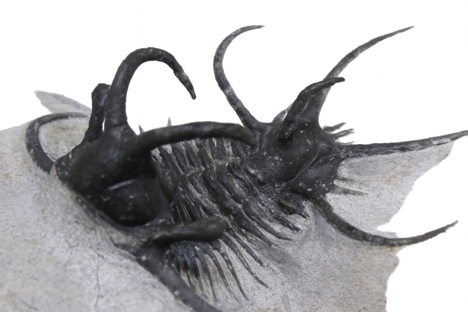 Ceratarges.