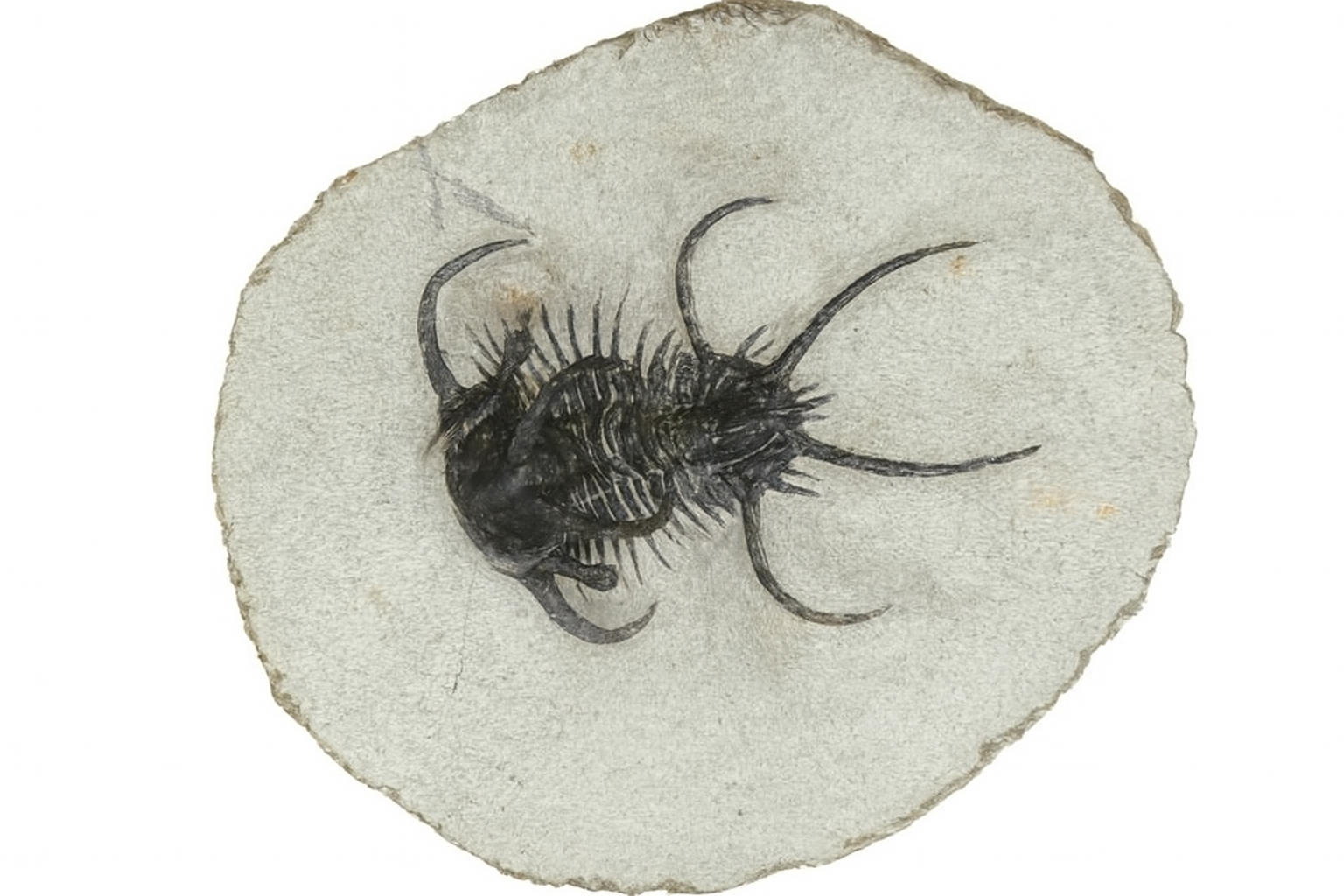Ceratarges.