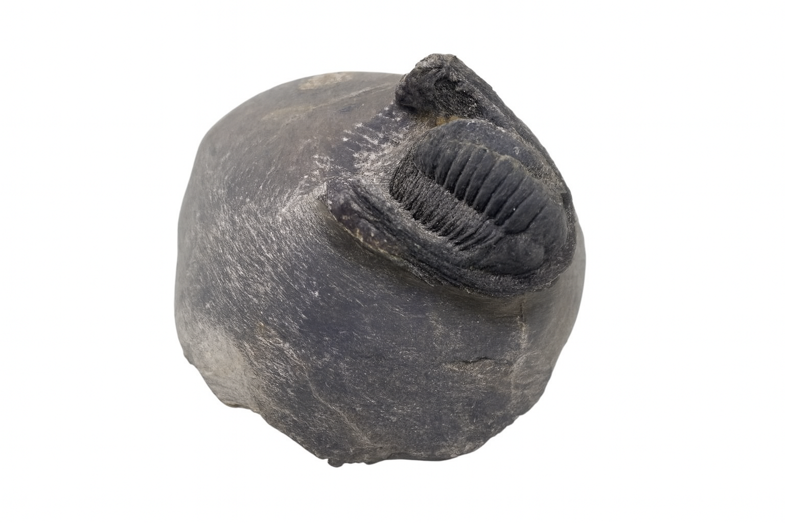 Cornoproetus.