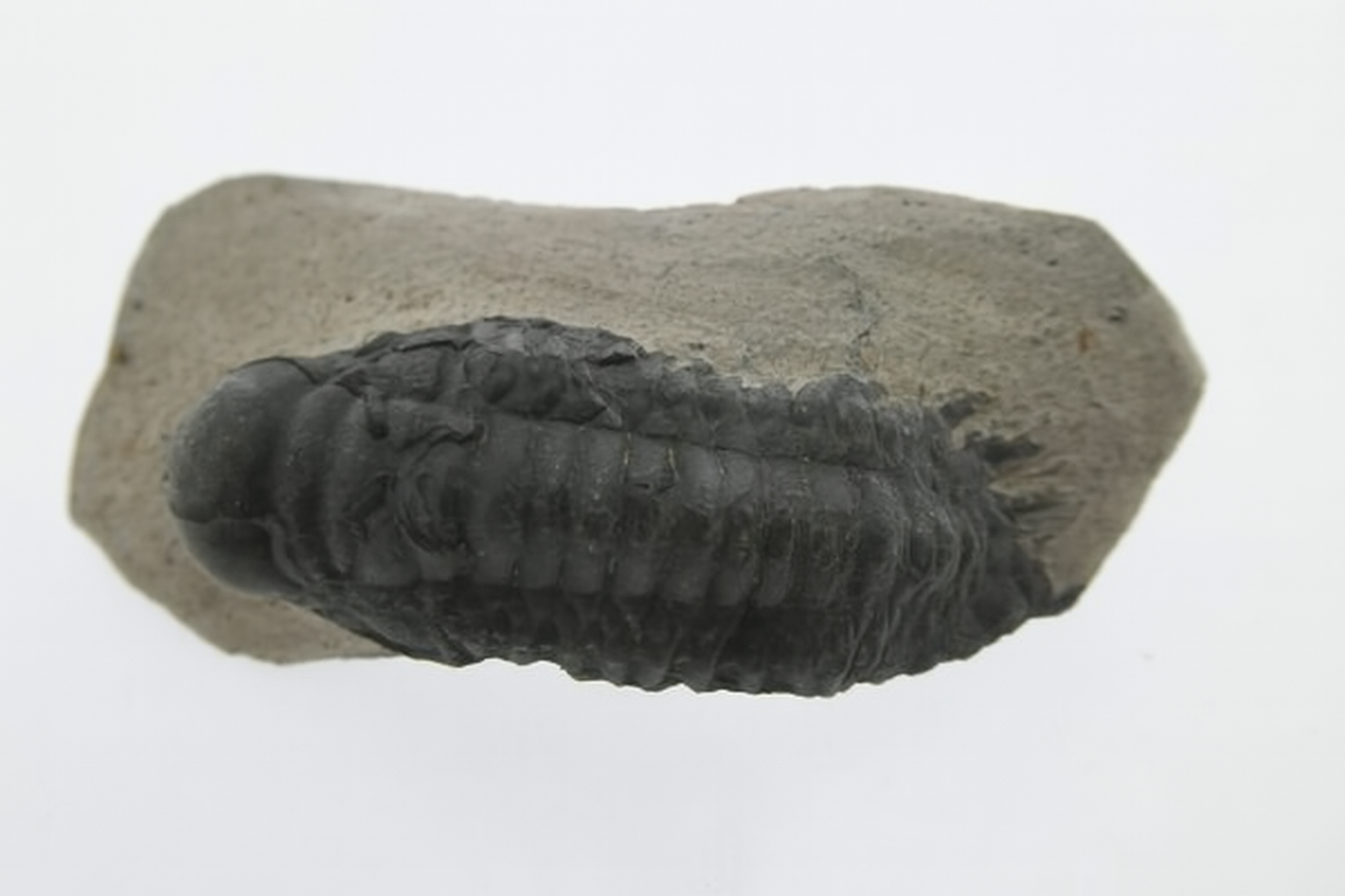Crotalocephalus.