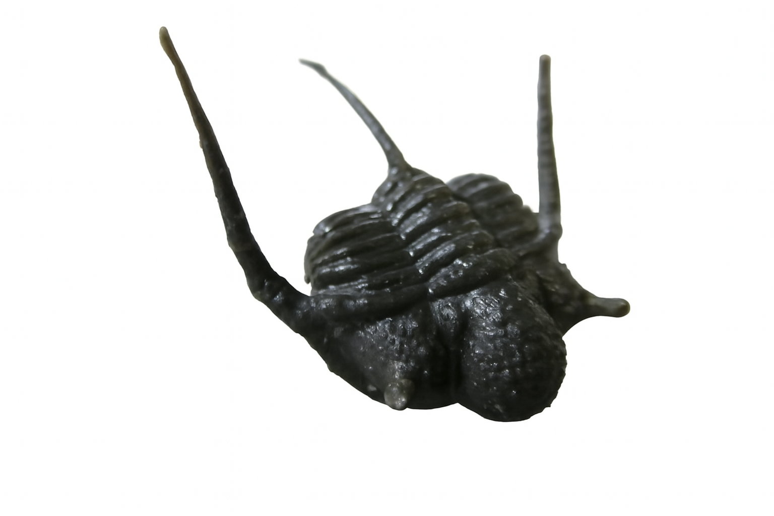 Cyphaspis.