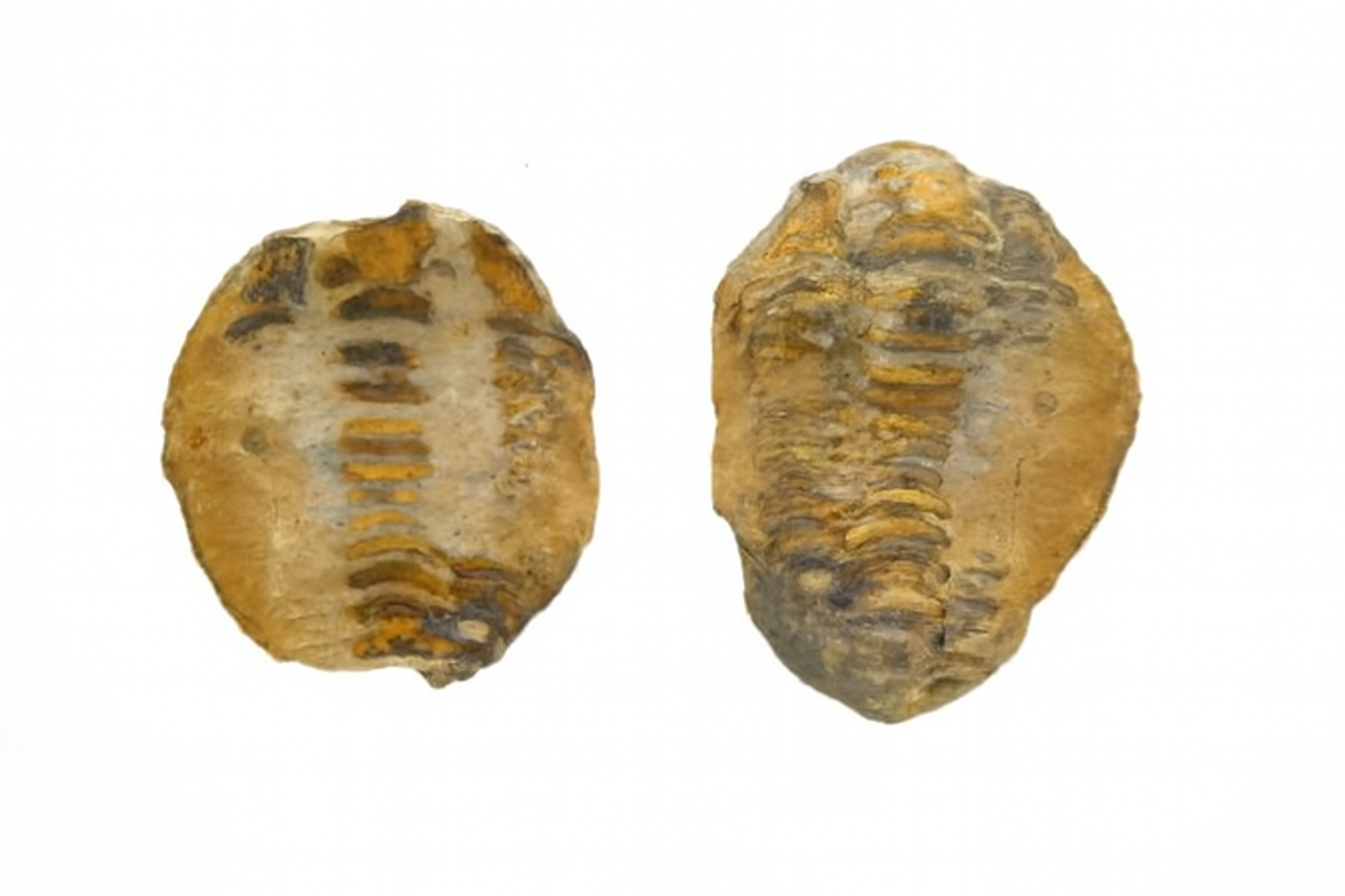 Diacalymene ouzregi.