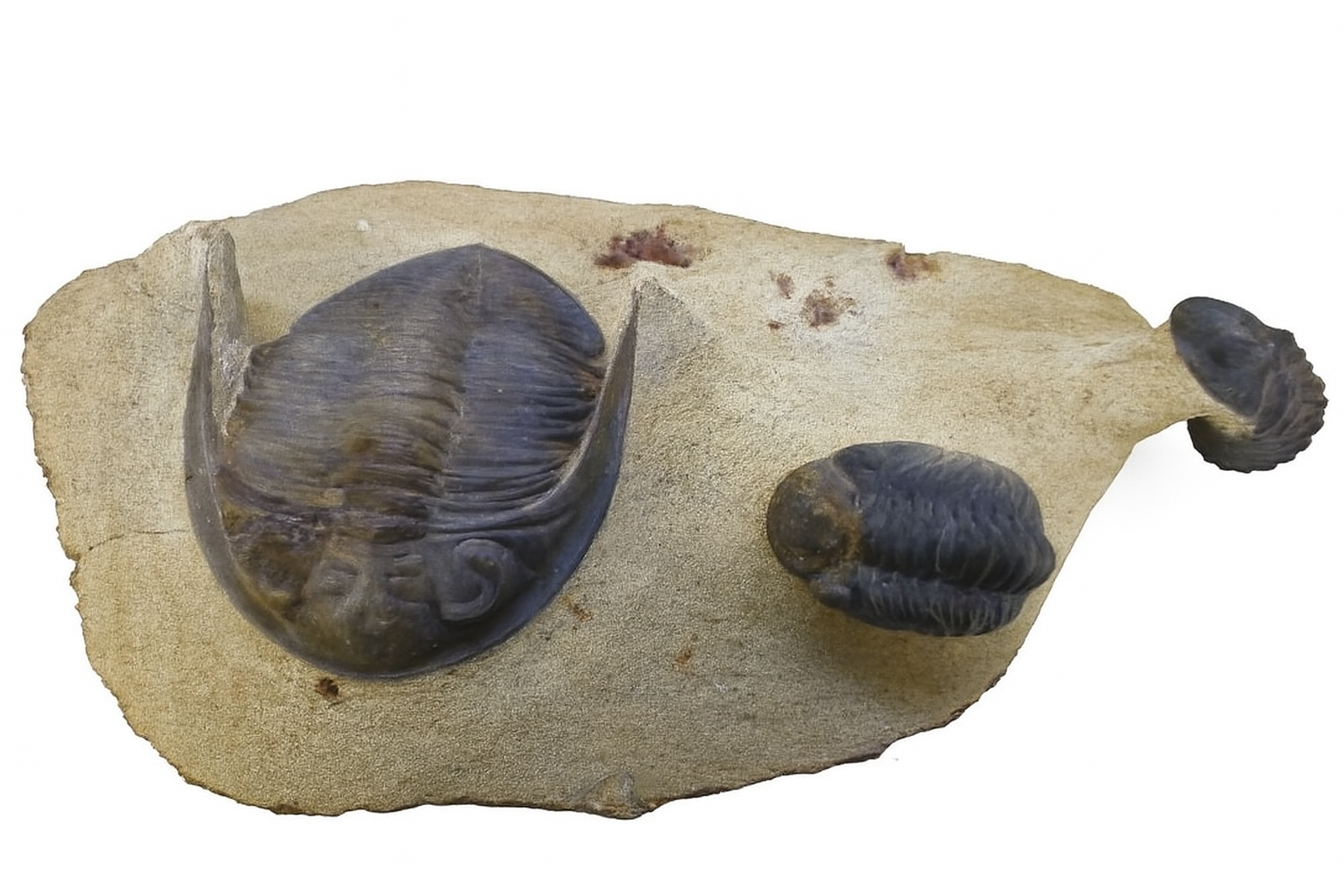 Multiple mixed trilobites.