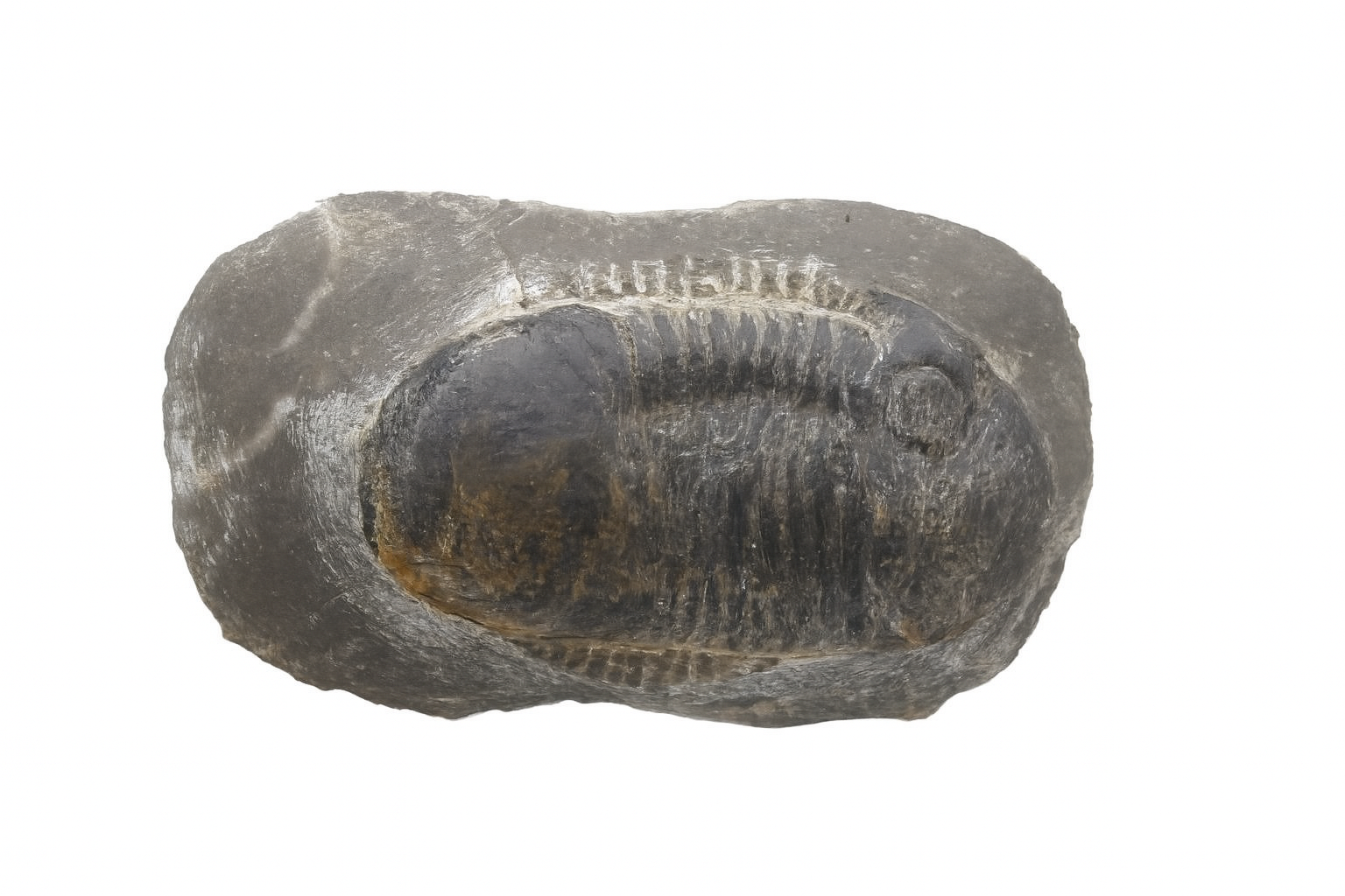 Paralejurus dormitzeri.