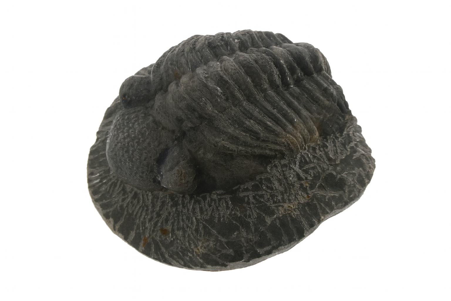 Phacops africanus.